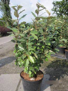 Elaeagnus ebbingei compacta 1