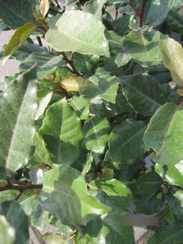Elaeagnus ebbingei compacta 2