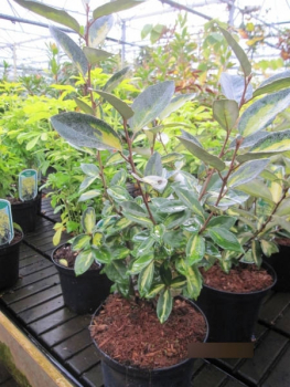 Elaeagnus ebbingei Limelight