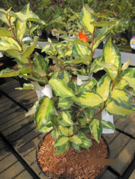 Oelweide Maryline