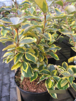 Oelweide Gilt Edge
