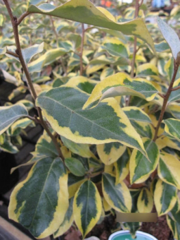 Oelweide Gilt Edge
