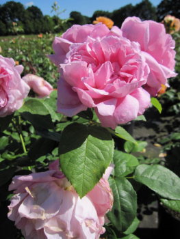 Englische Rose Mary Rose