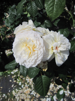 Preview: Rosa Parky ® - Synonym Guardian Angel ® - Strauchrose - Harkness Rose