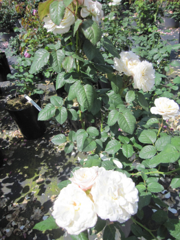 Preview: Rosa Parky ® - Synonym Guardian Angel ® - Strauchrose - Harkness Rose