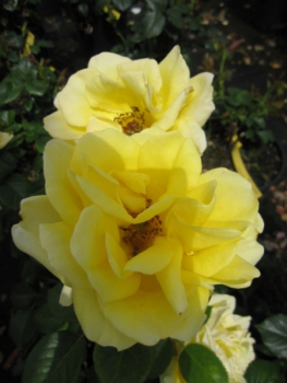 Englische Rose Guys Gold