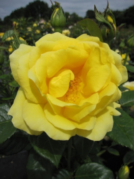 Englische Rose Guys Gold