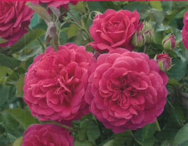 Englische Strauchrose Sir John Betjeman 1