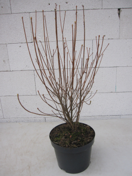 Enkianthus campanulatus Wallaby 2