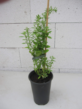 Chenopodium ambrosioides 2