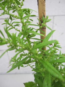 Chenopodium ambrosioides 3