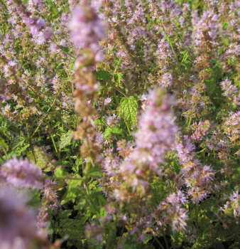 Preview: Mentha species 2