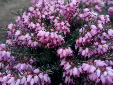 Erica carnea Winter Beauty