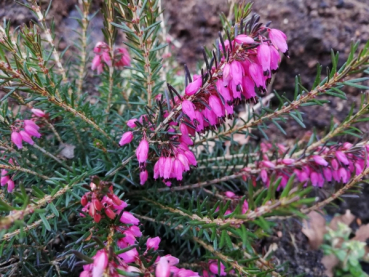 Erica carnea Myretoun Ruby