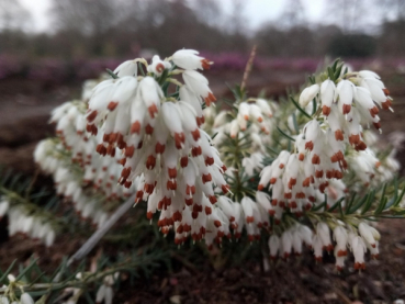 Erica carnea Schneekuppe2