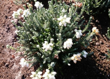 Erica tetralix Alba