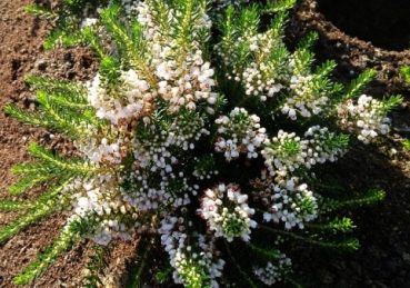 Erica vagans Lyonesse
