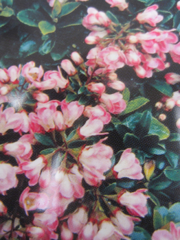 Escallonia Apple Blossom 1