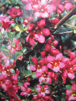 Escallonia Red Elf 1