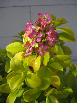 Andenstrauch Pink Lemon 1