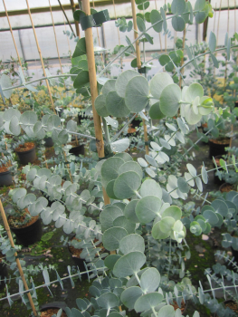 Silberblättriger Eukalyptus Baby Blue 1