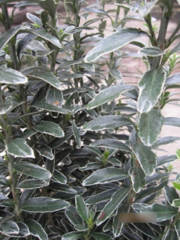Euonymus microphyllus Albovariegatus - Spindelstrauch Albovariegatus