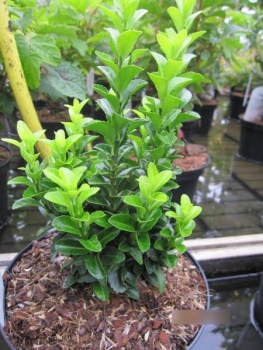 Euonymus fortunei Benimoki - Heckenspindel Benimoki 15-20cm