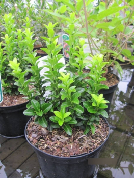 Euonymus fortunei Benimoki - Heckenspindel Benimoki