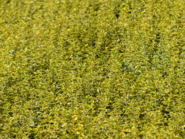 Preview: Euonymus fortunei Emerald Gold 2