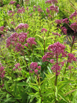 Preview: Garten-Wasserdost Baby Joe 2