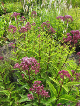 Preview: Garten-Wasserdost Baby Joe 2