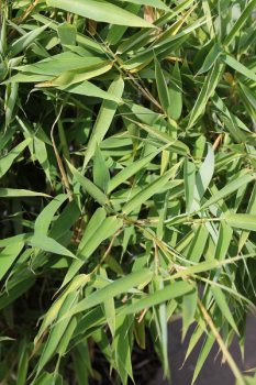 Preview: Eine Empfehlung für blickdichte Bambus-Hecken Fargesia murieliae Brillant®