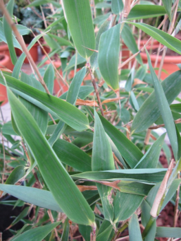 Preview: Fargesia murielae Dino 2