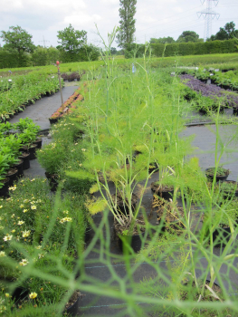 Preview: Gewürz-Fenchel 2