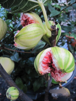 Ficus Panache Tigerfeigen