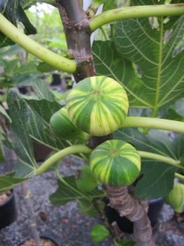 Ficus Panache Tigerfeigen