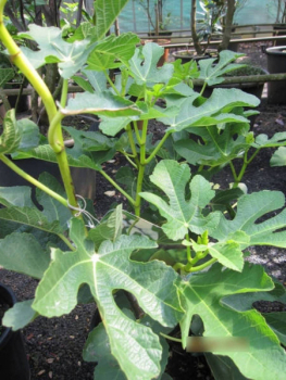 Preview: Ficus carica Goutte d'or 2
