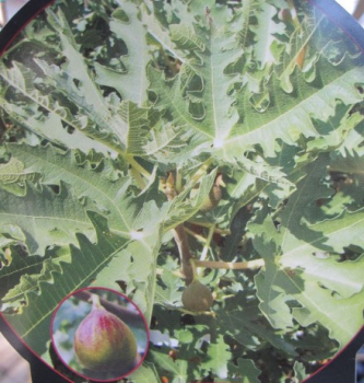 Preview: Ficus carica Ice Crystal 3