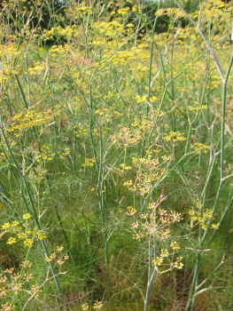 Preview: Foeniculum vulgare Atropurpureum 2