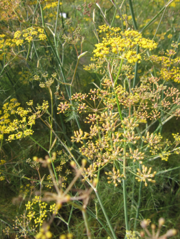 Foeniculum vulgare Atropurpureum 1