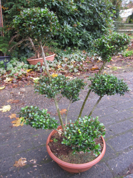 Formschnitt Berg-Ilex Glorie Gem 3