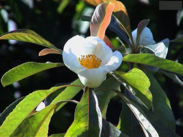 Franklinia alatamaha