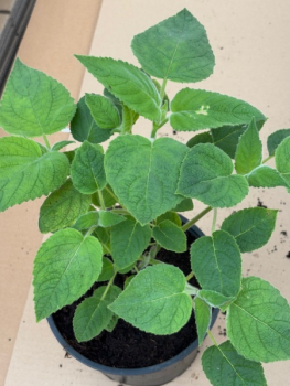 Salvia dorisiana 1