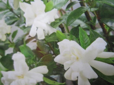 Gardenia jasminoides Double Diamonts 1