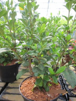 Gardenia jasminoides Kleims Hardy 2