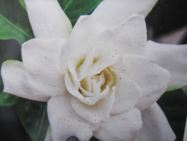 Gardenie Celestial Star 1