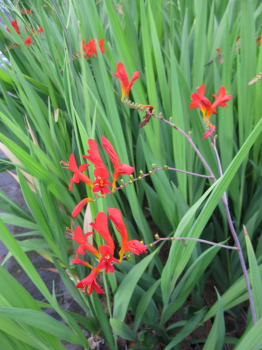 Crocosmia x crocosmiiflora Lucifer - Garten Montbretie Lucifer