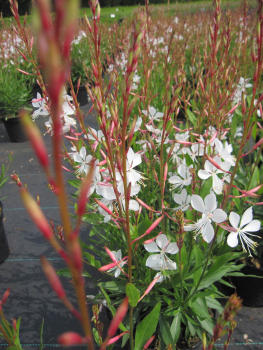 Garten-Prachtkerze Gambit White 1