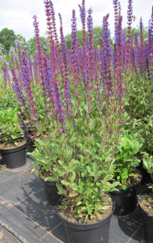 Garten Salbei Caradonna 2