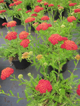 Scharfgarbe Desert Eve Red 1